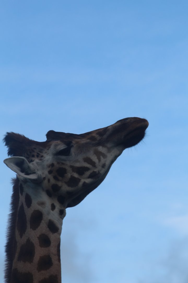 Giraffe