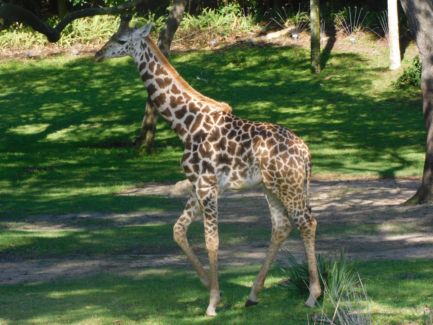 Giraffe