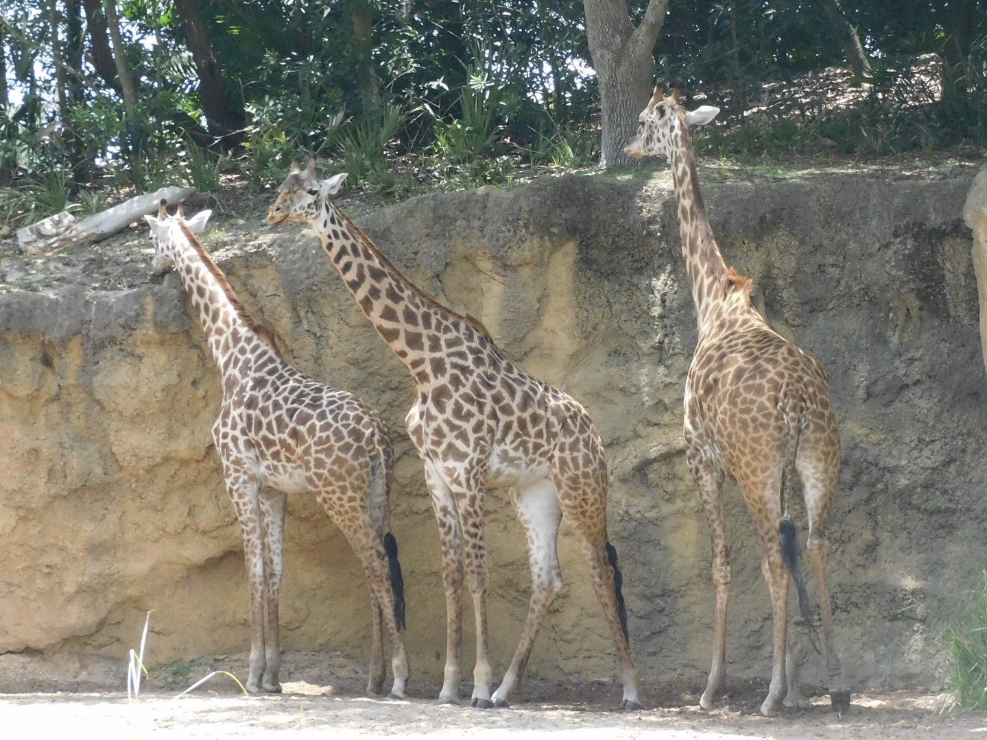 Giraffe
