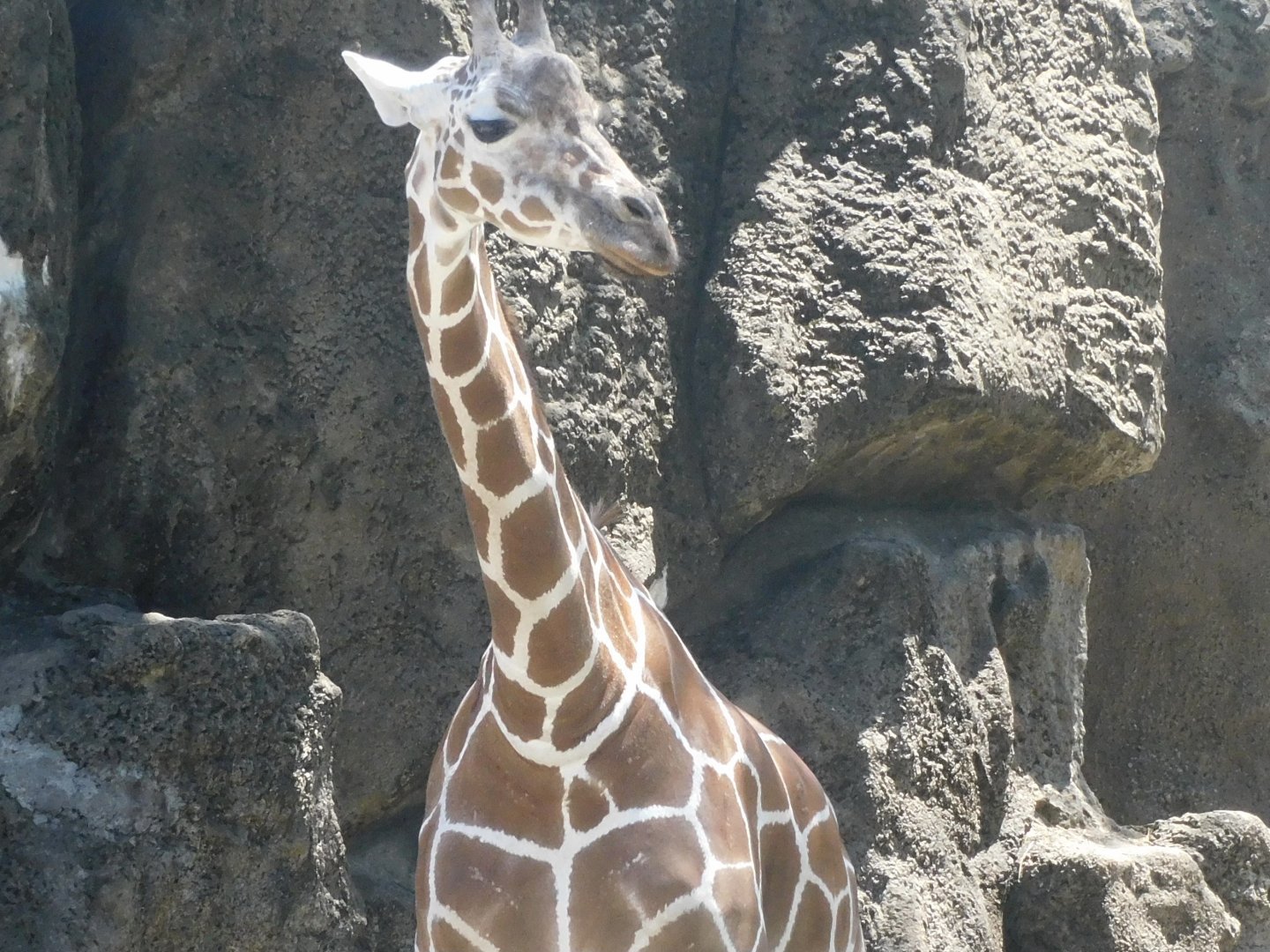 Giraffe
