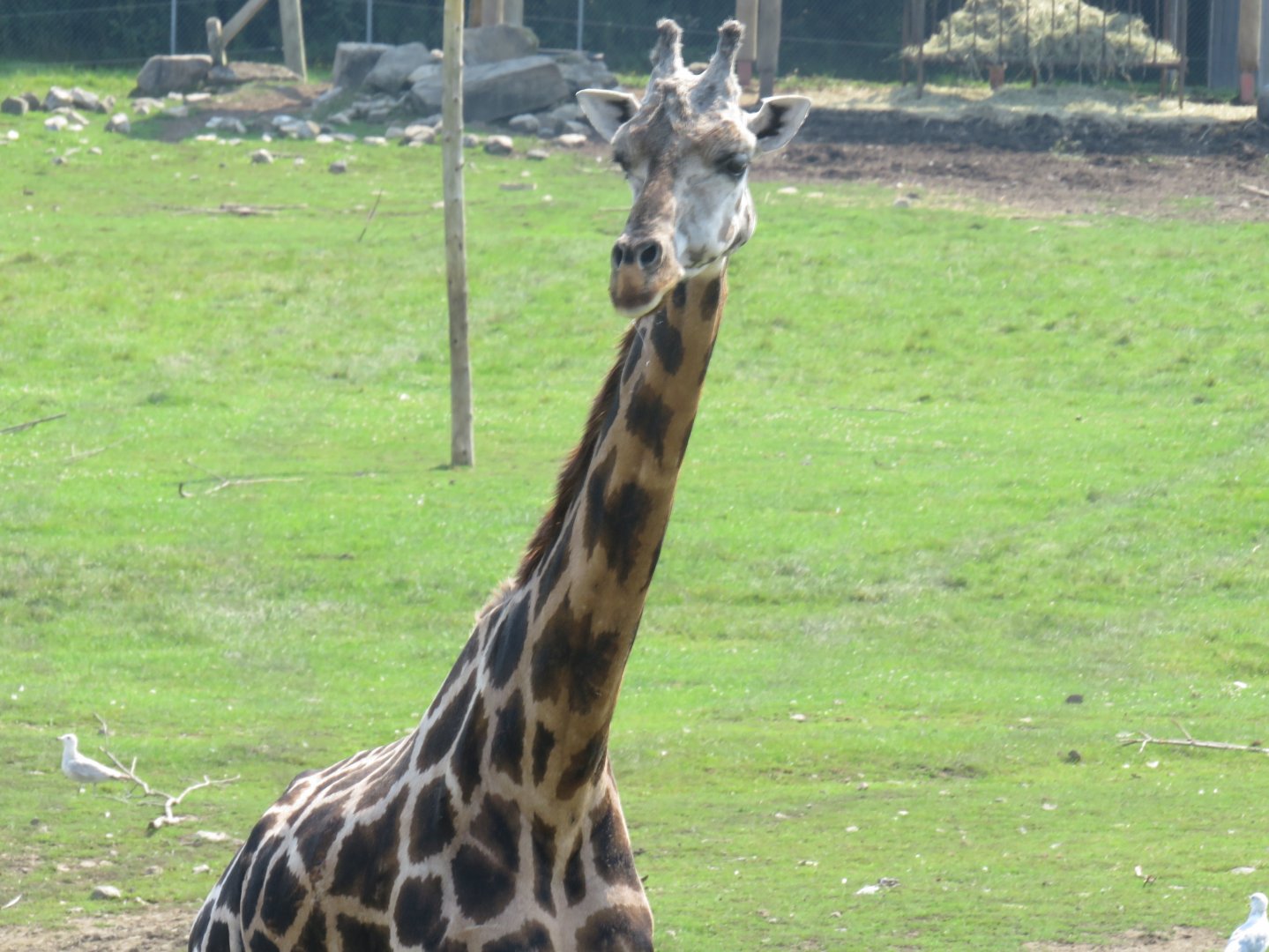 Giraffe