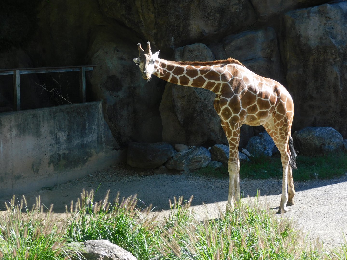 Giraffe
