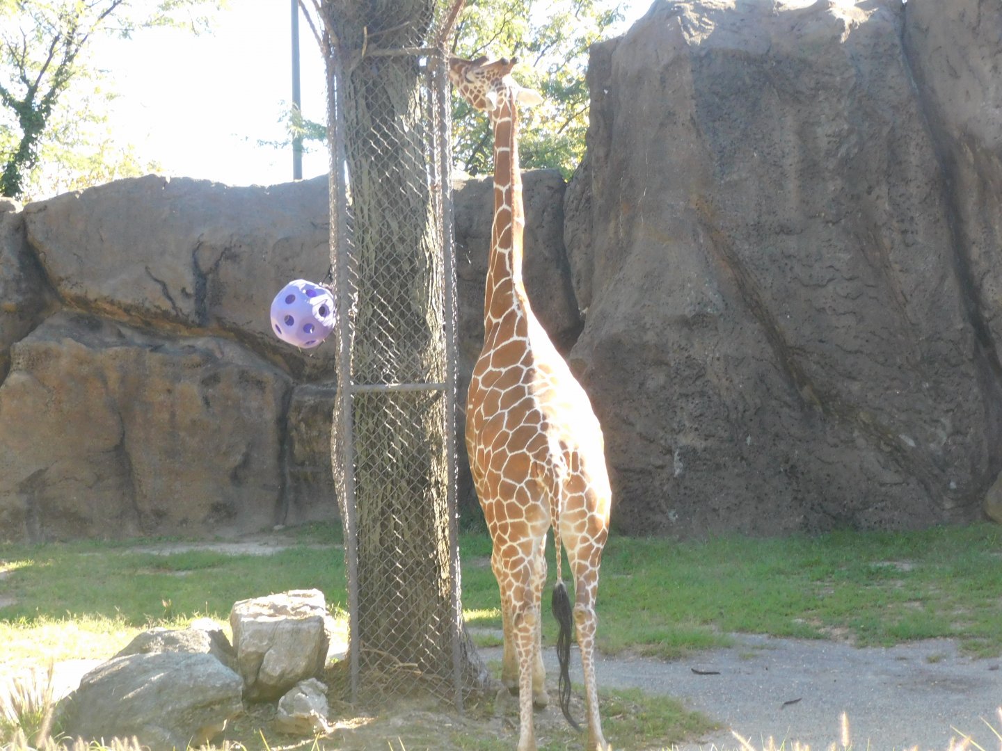 Giraffe