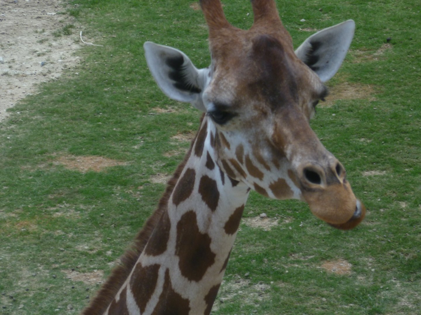 Giraffe