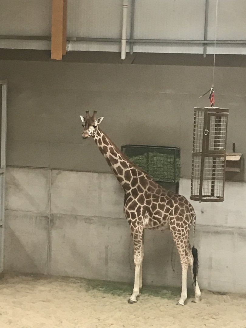 Giraffe