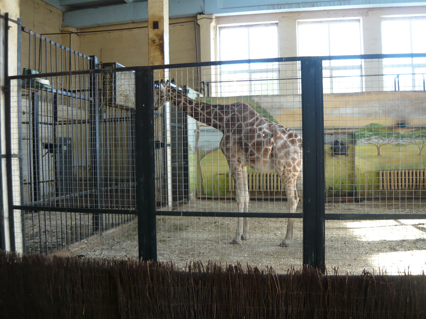 Giraffe