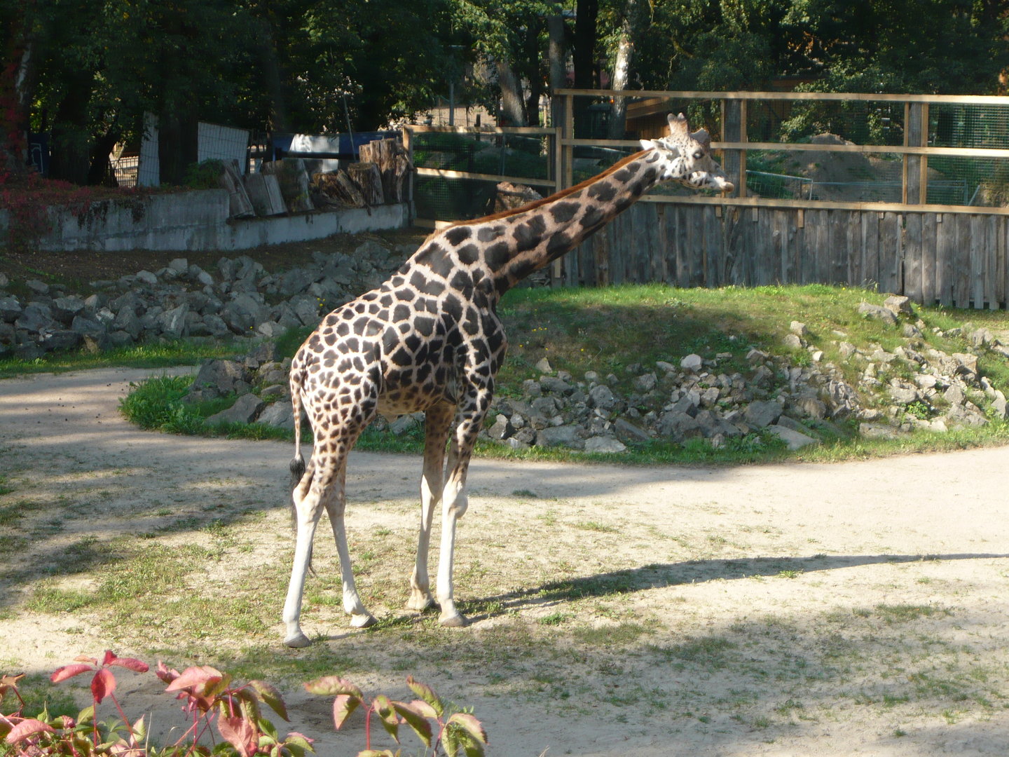 Giraffe