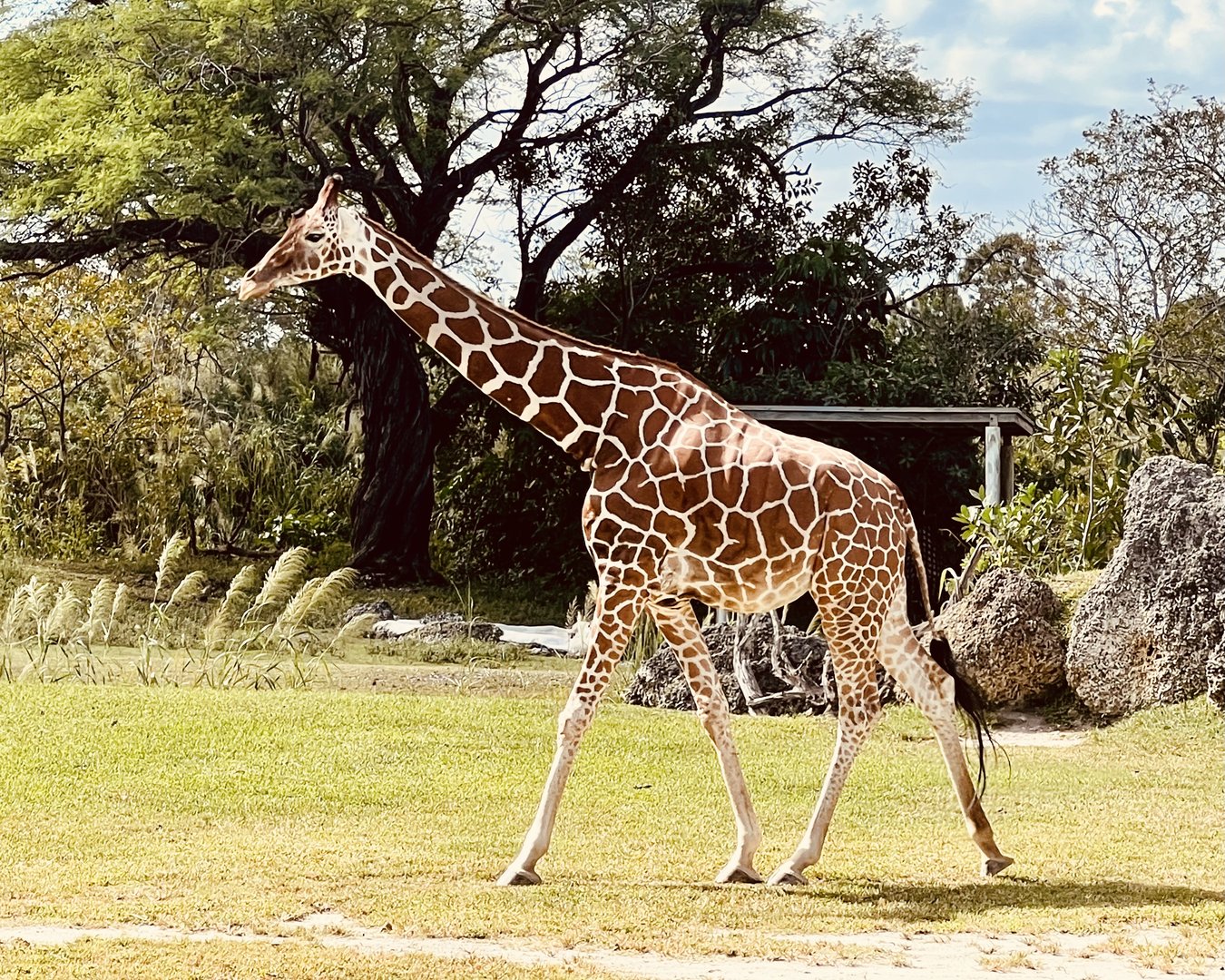 Giraffe