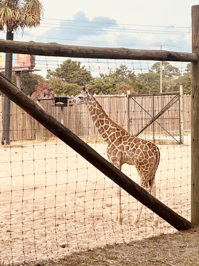 Giraffe