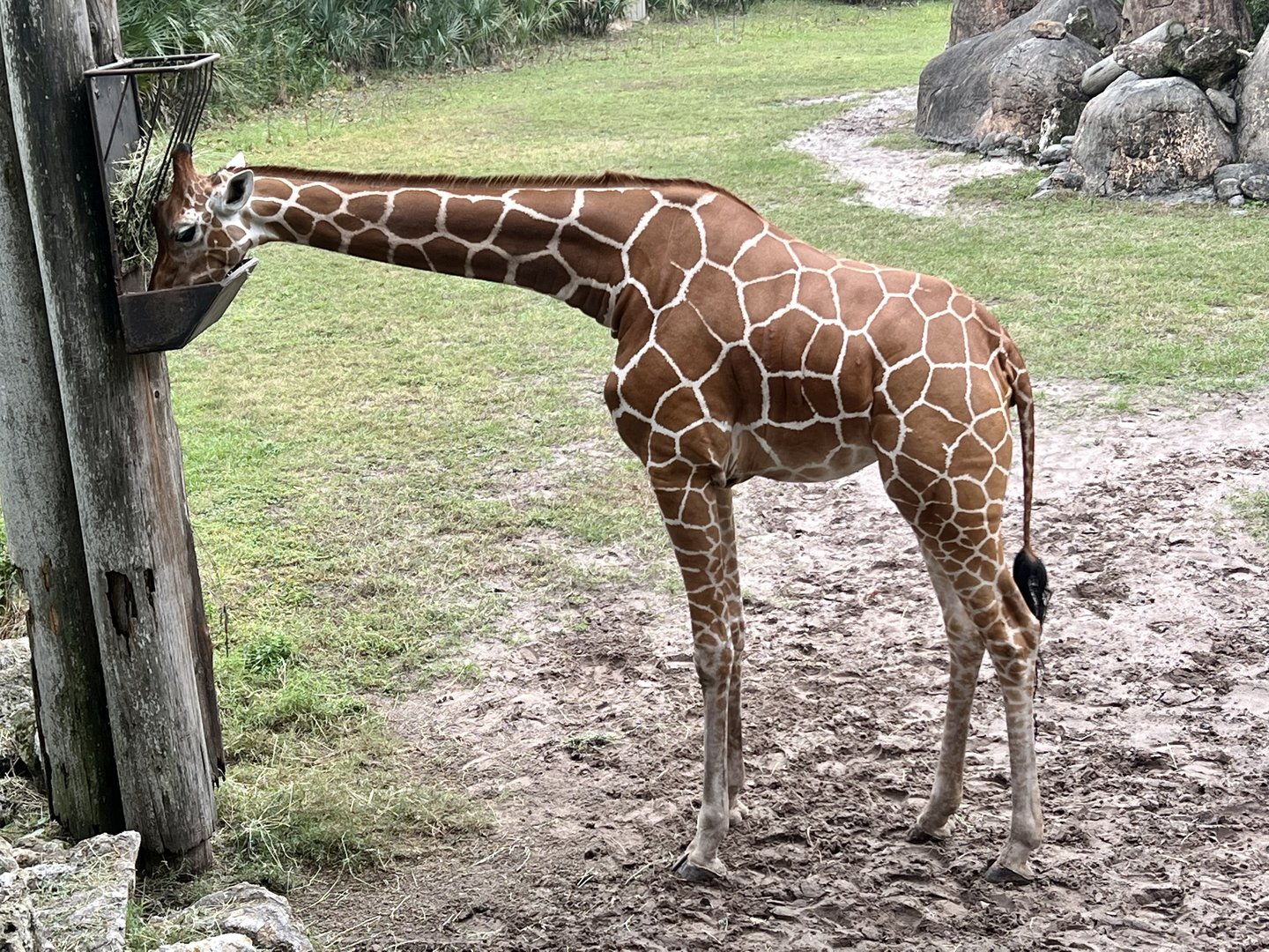 Giraffe