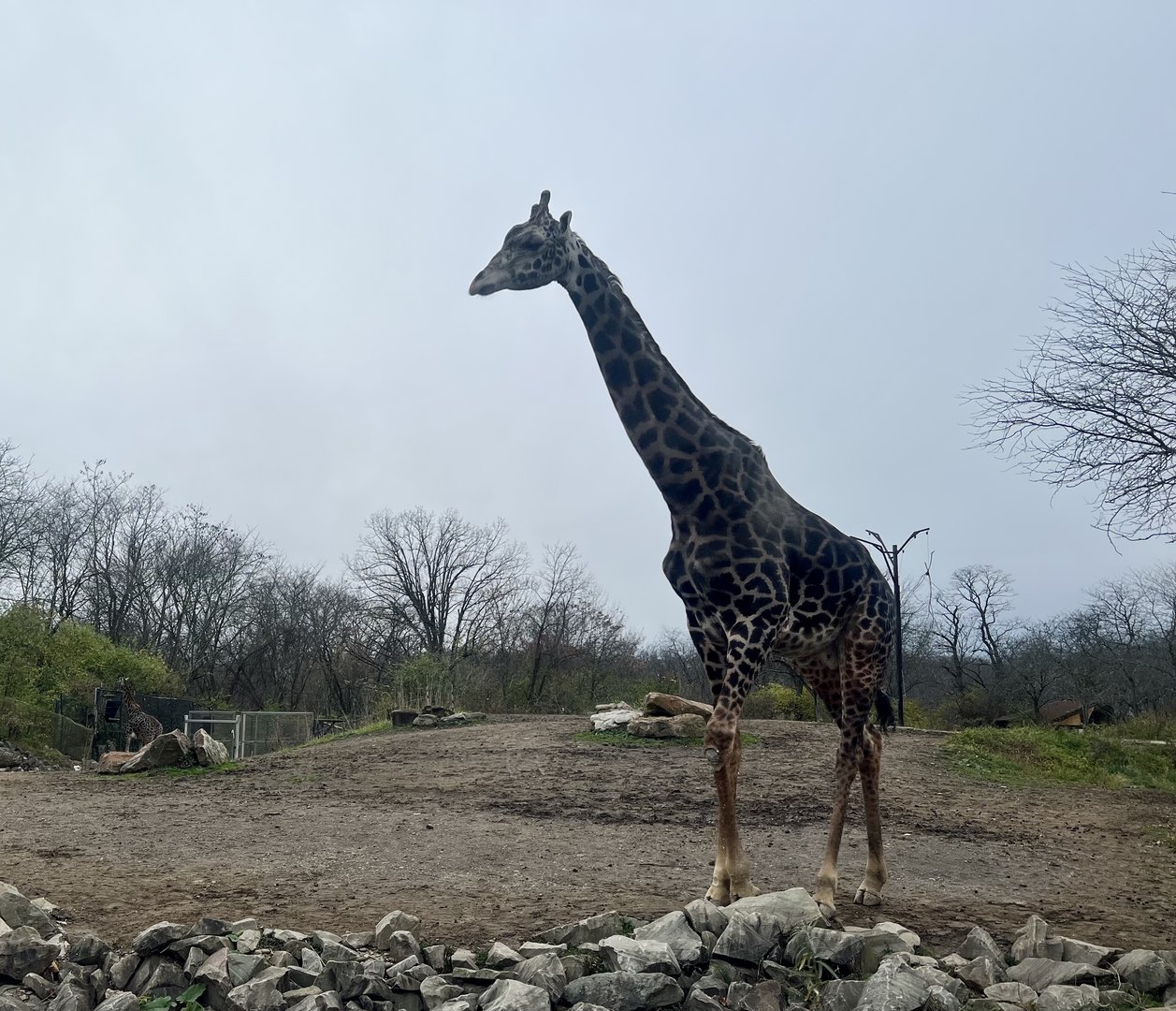 Giraffe