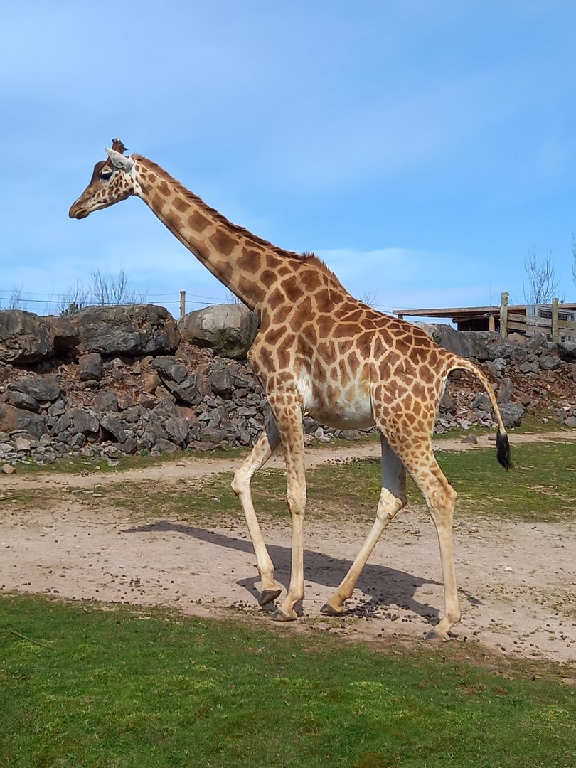 Giraffe