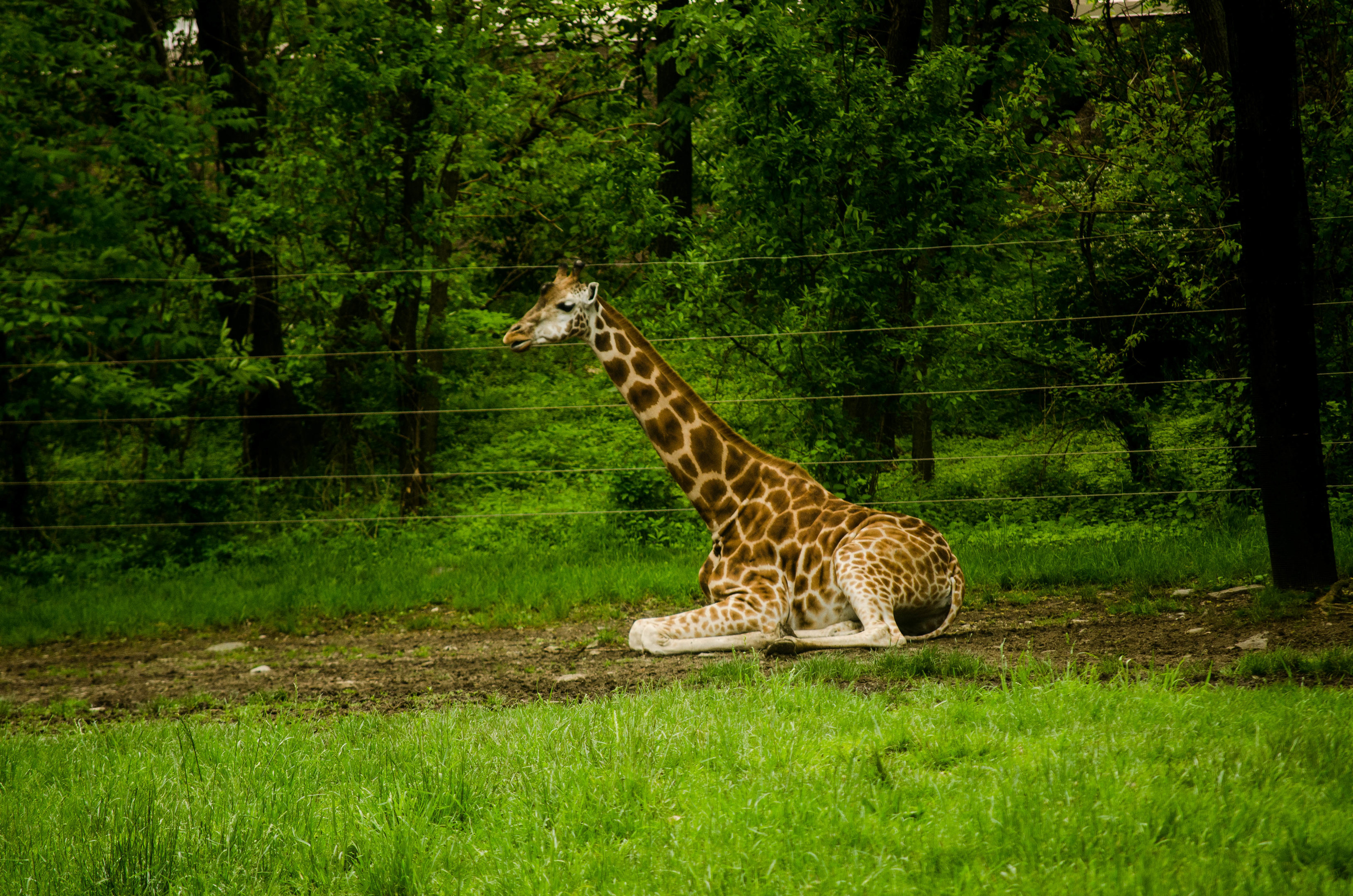 Giraffe