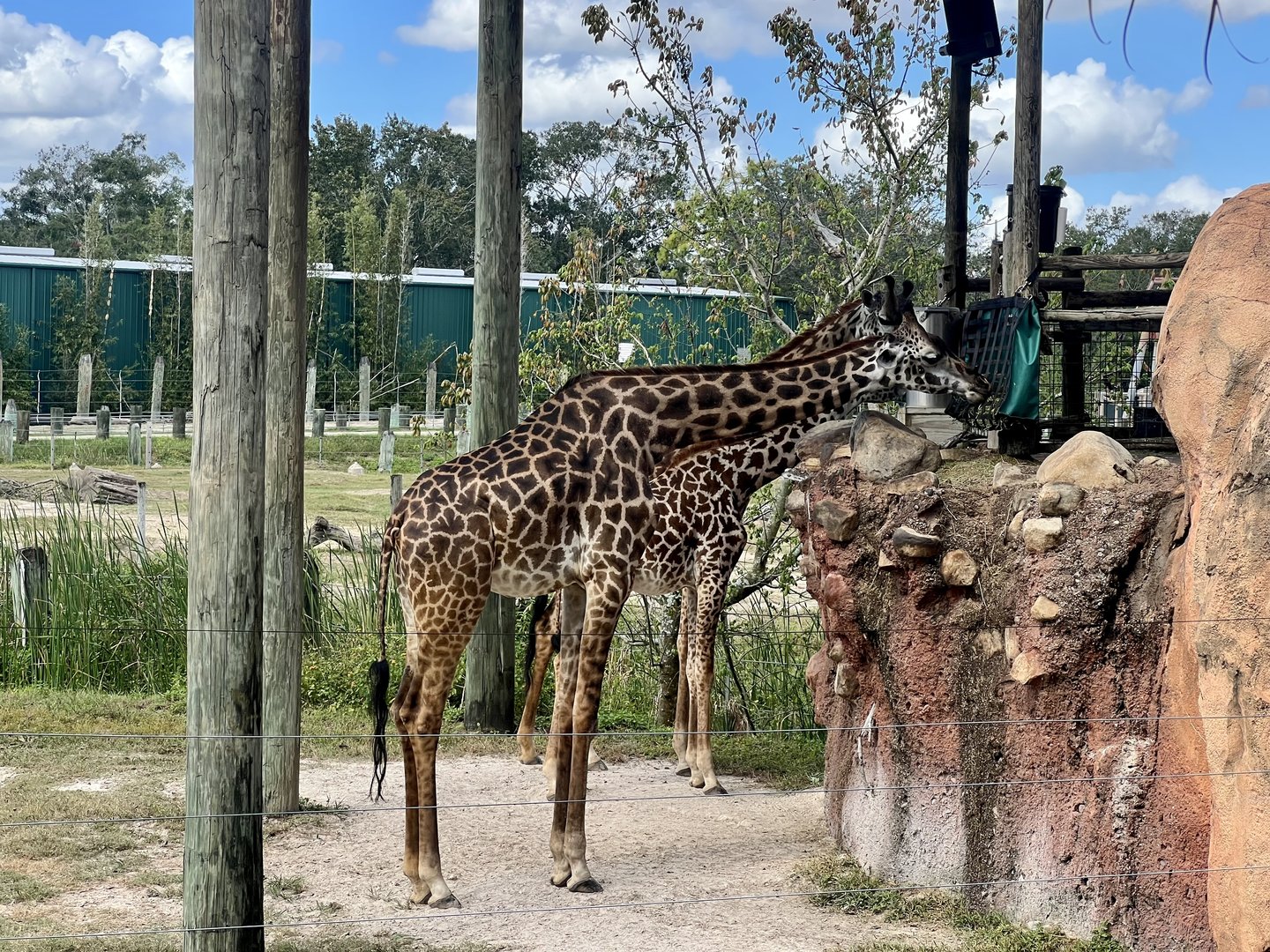 Giraffe