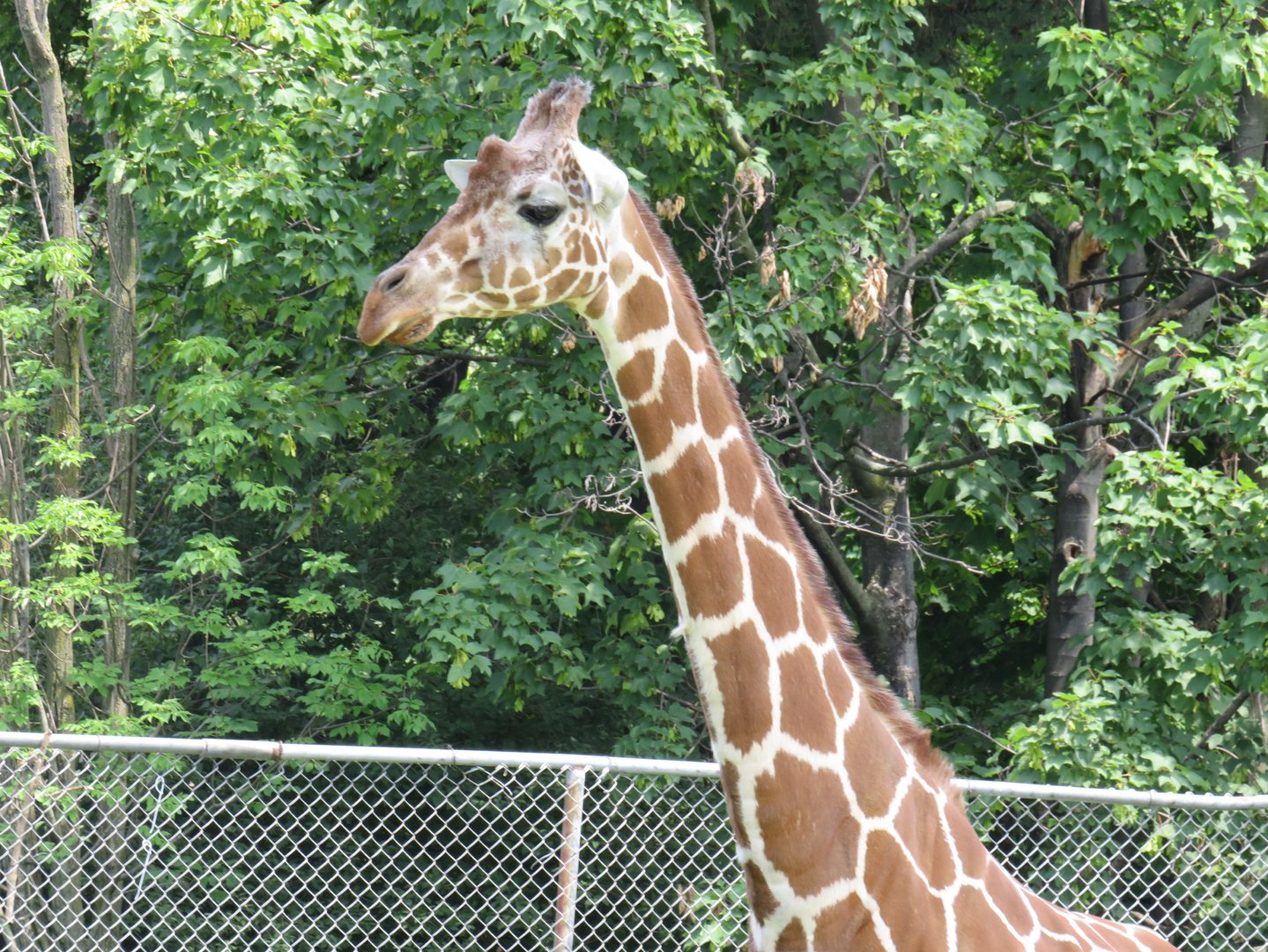 Giraffe
