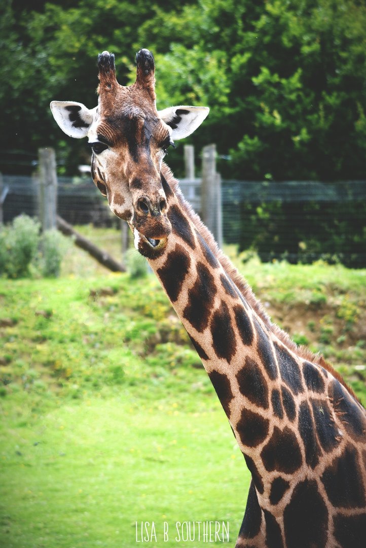 Giraffe