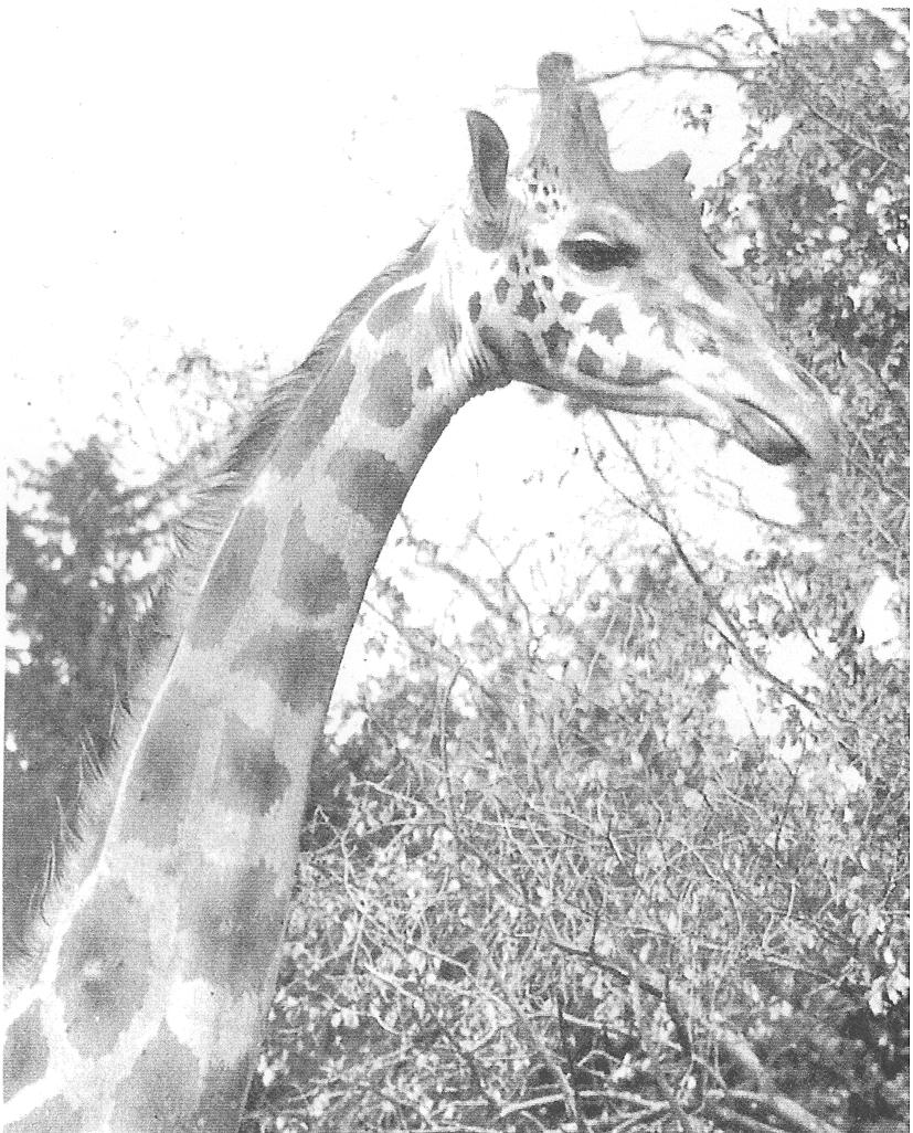 Giraffe