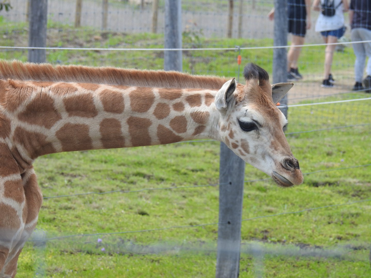 Giraffe