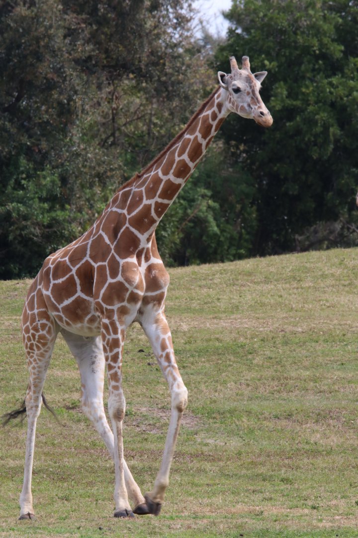 Giraffe