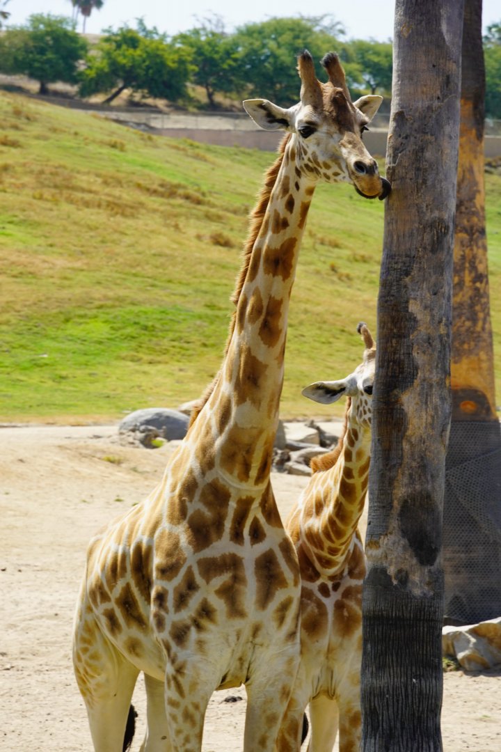 Giraffe