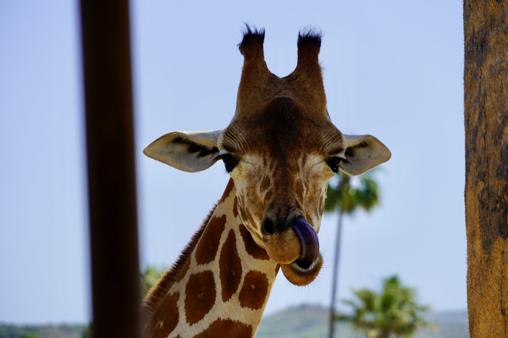 Giraffe