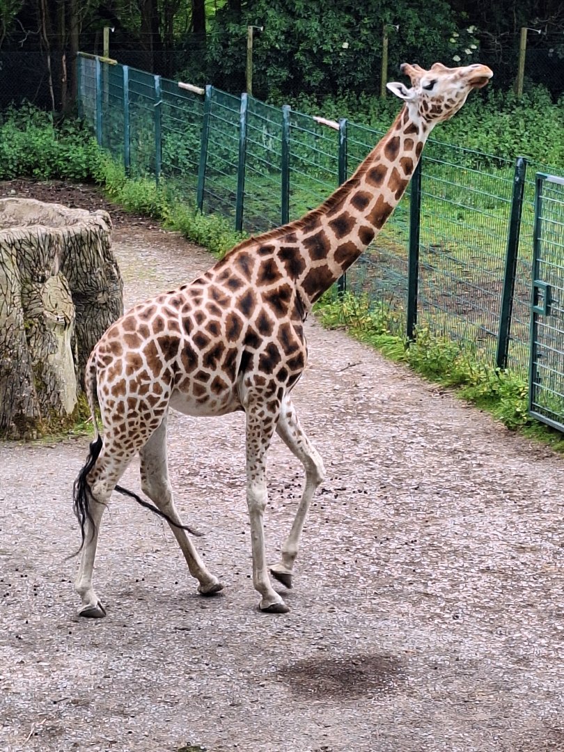 Giraffe