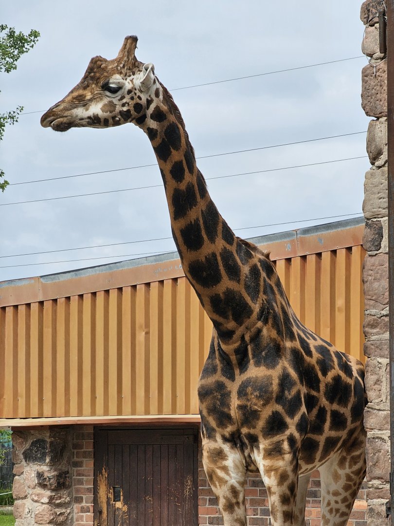 Giraffe
