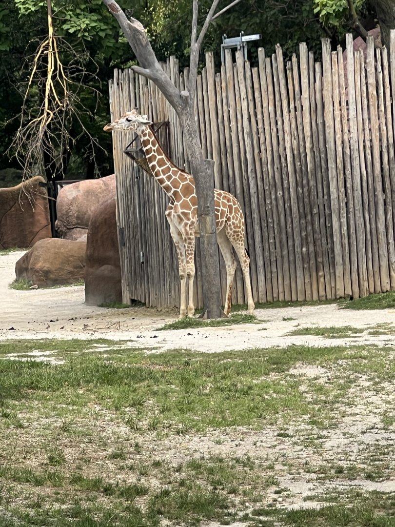 Giraffe
