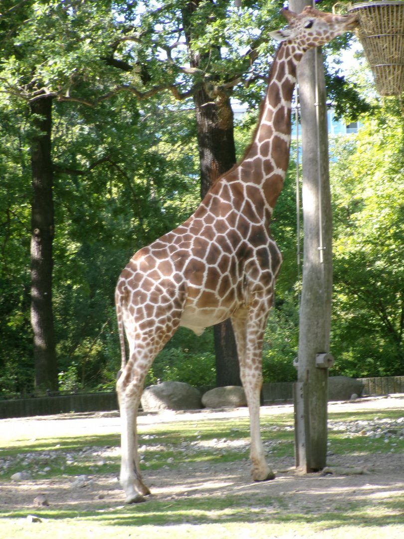 Giraffe