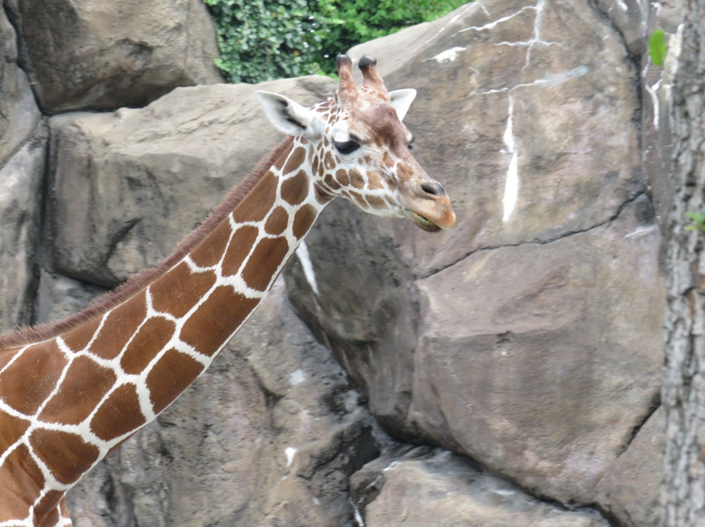 Giraffe