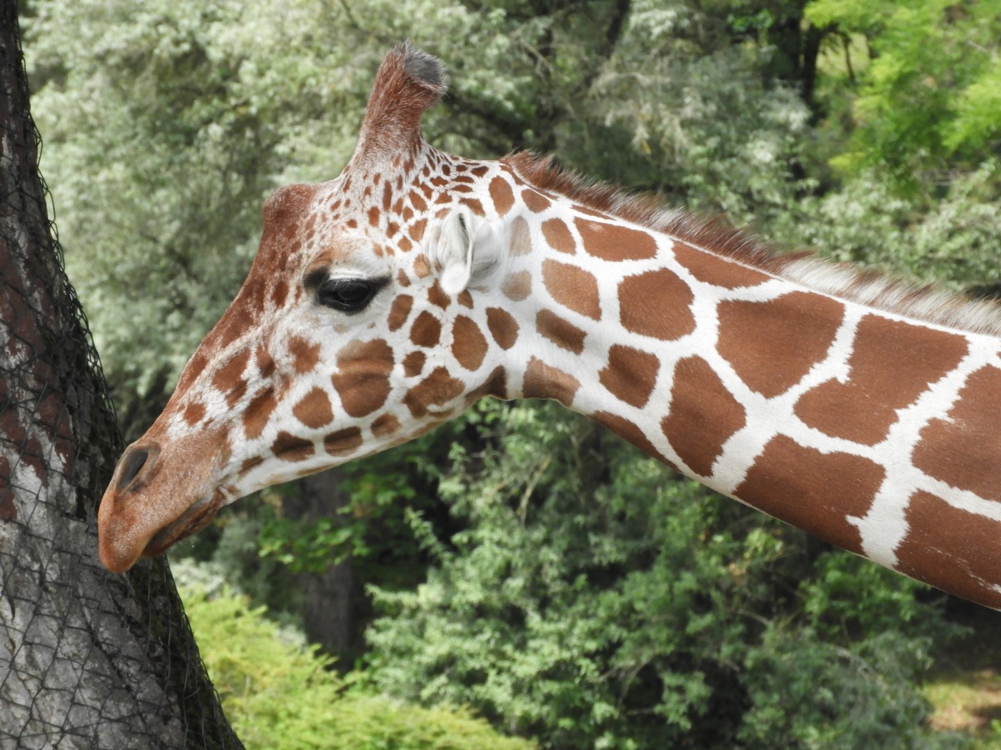 Giraffe