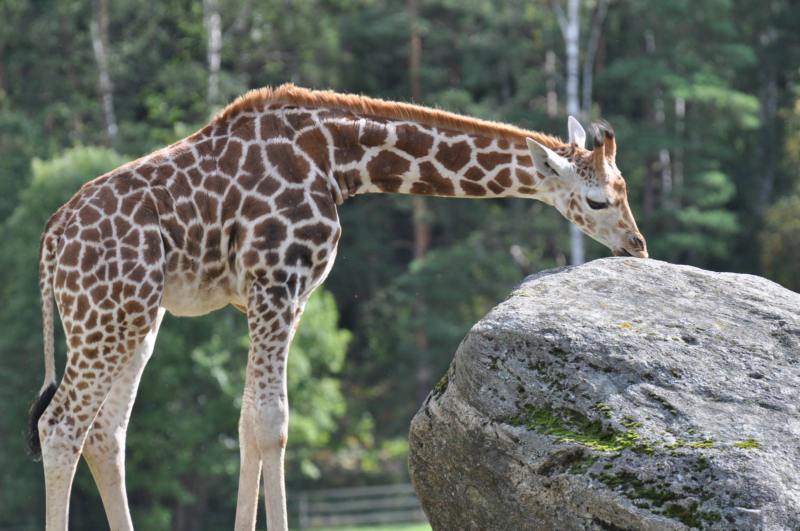 Giraffe