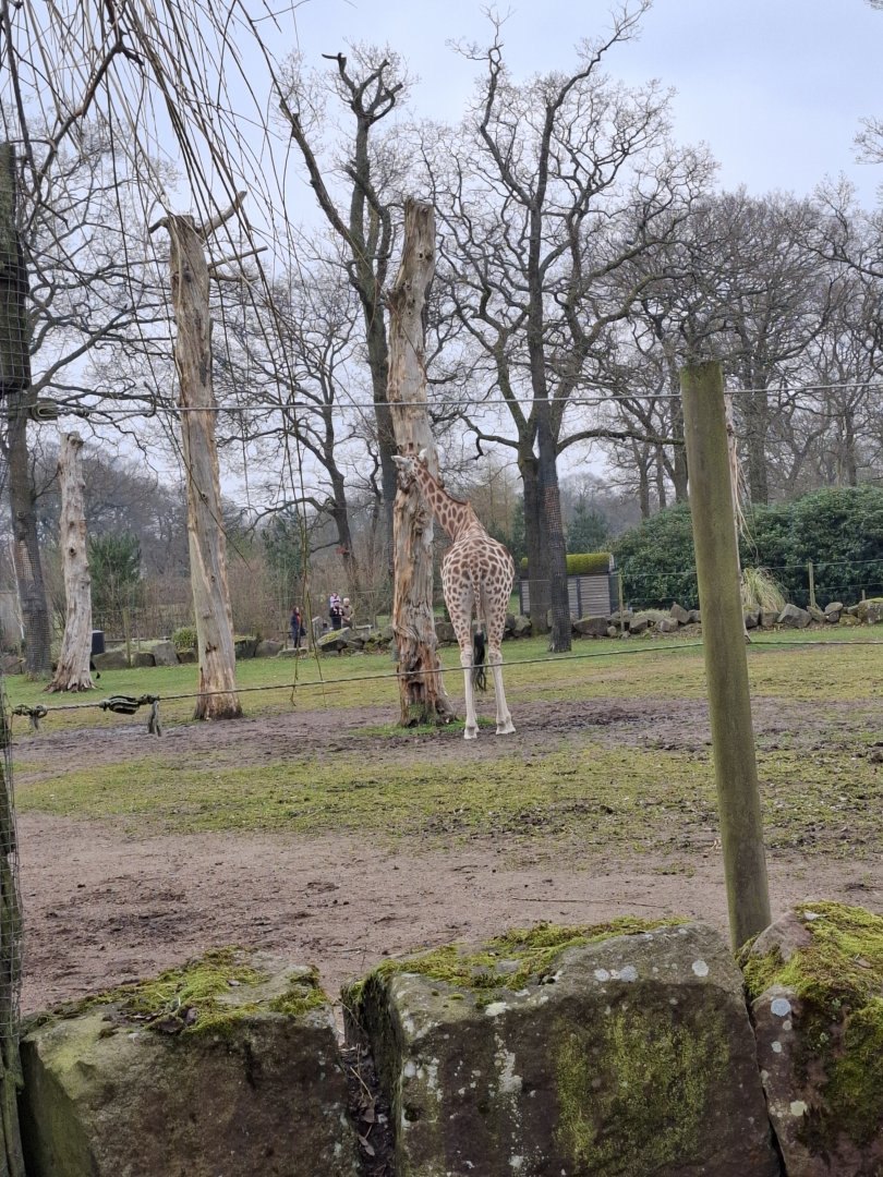 Giraffe