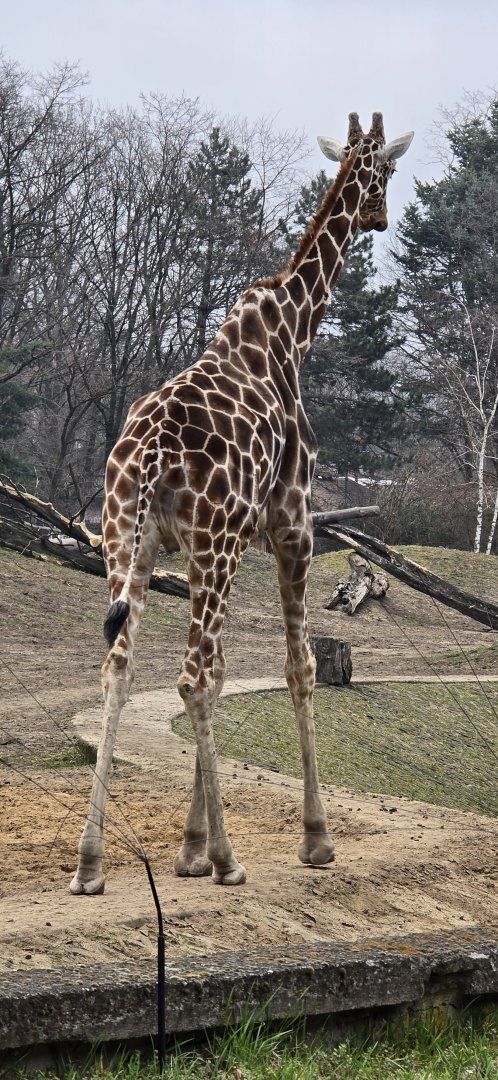 Giraffe