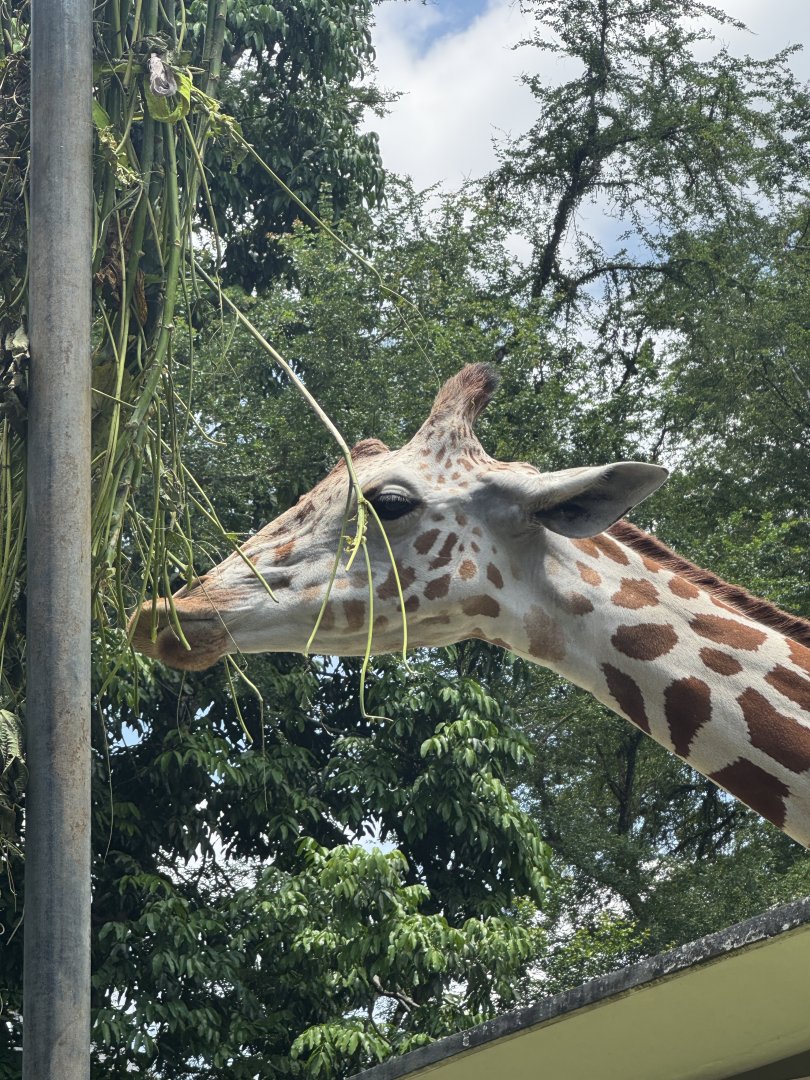 Giraffe