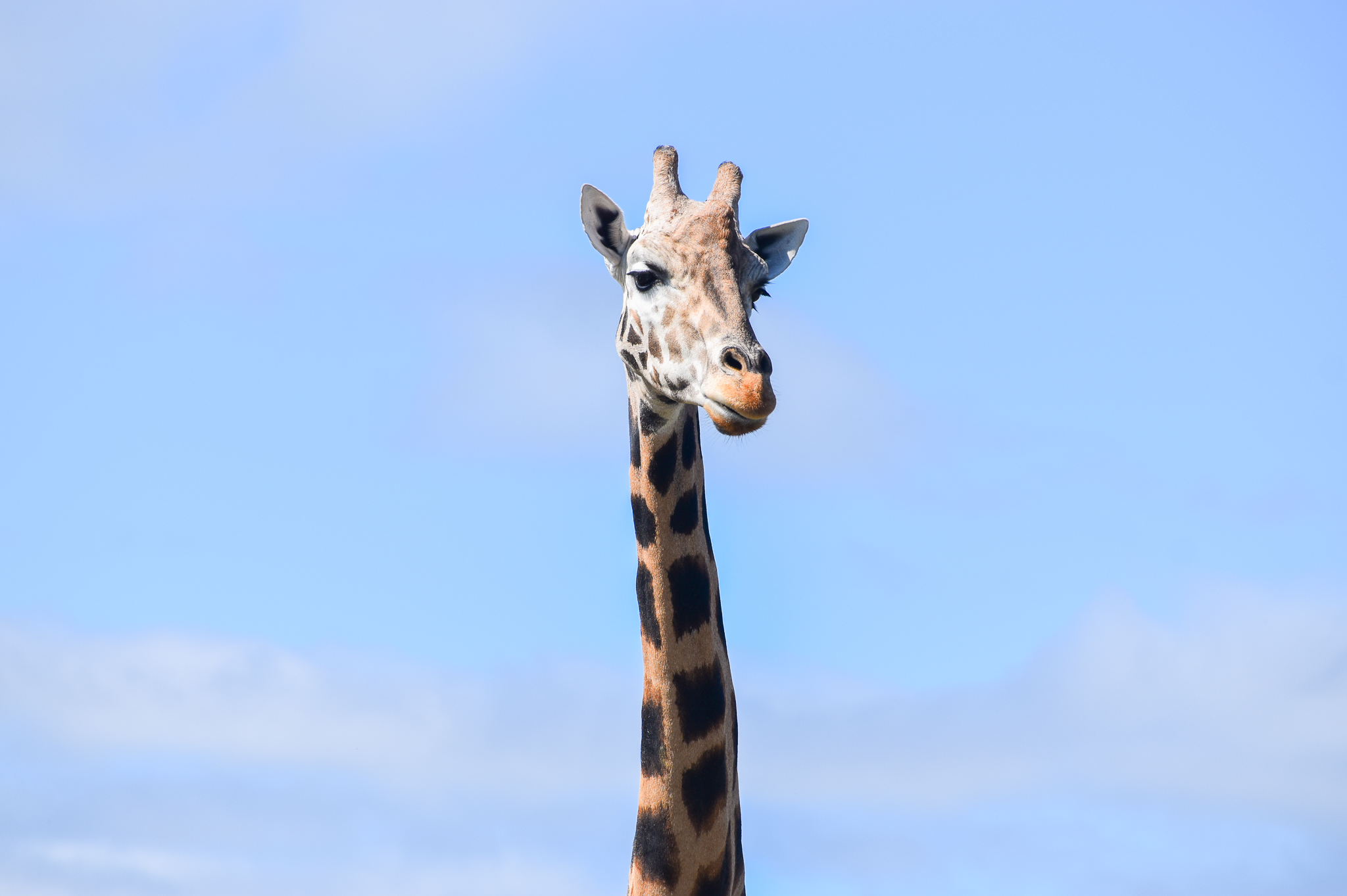 Giraffe
