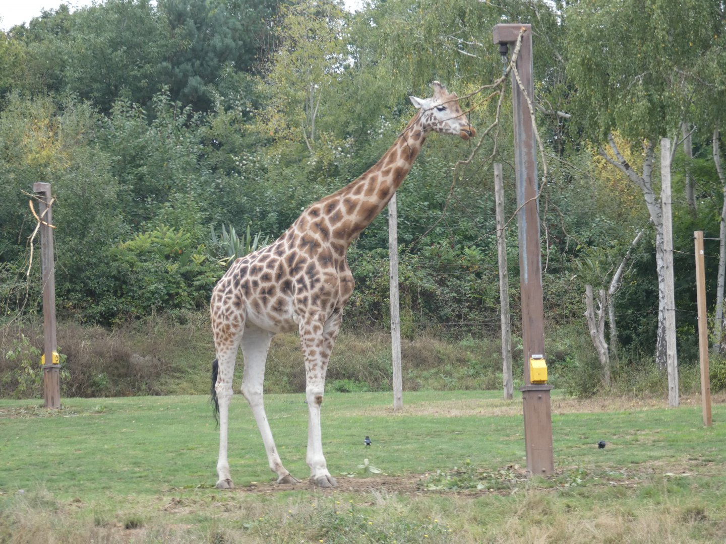 Giraffe