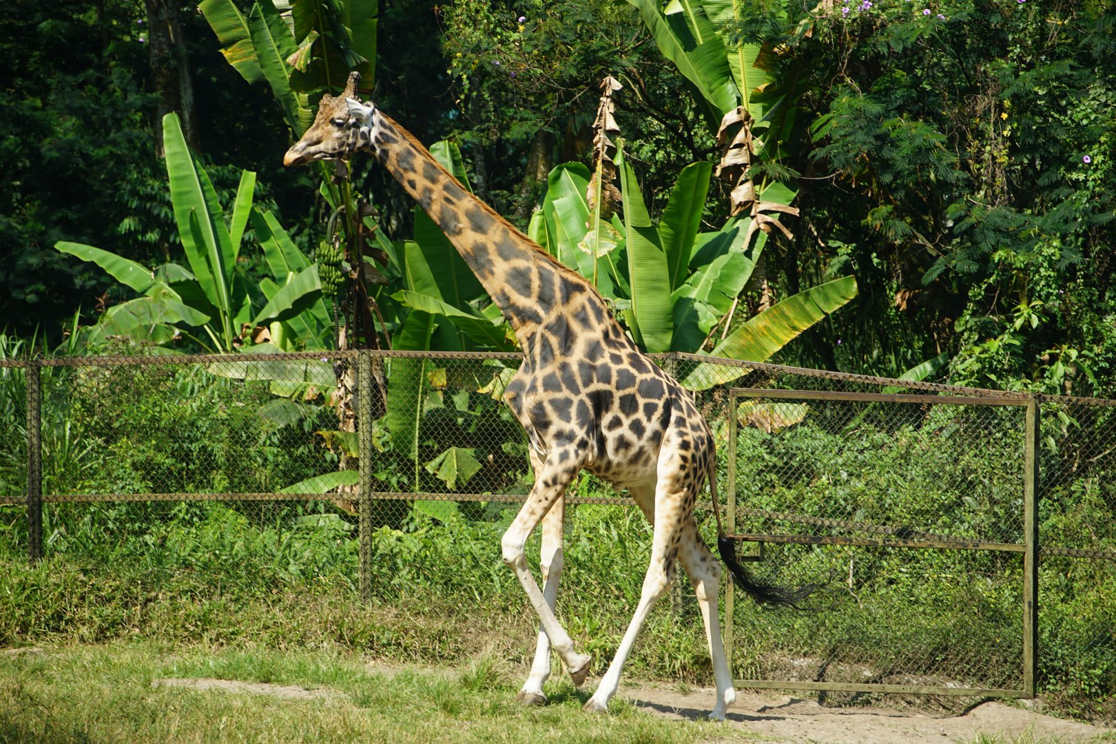 Giraffe