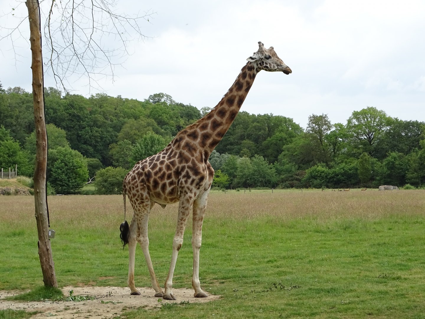 Giraffe
