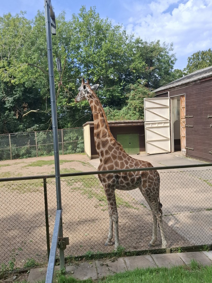 Giraffe
