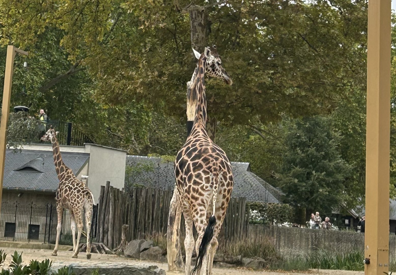 Giraffe