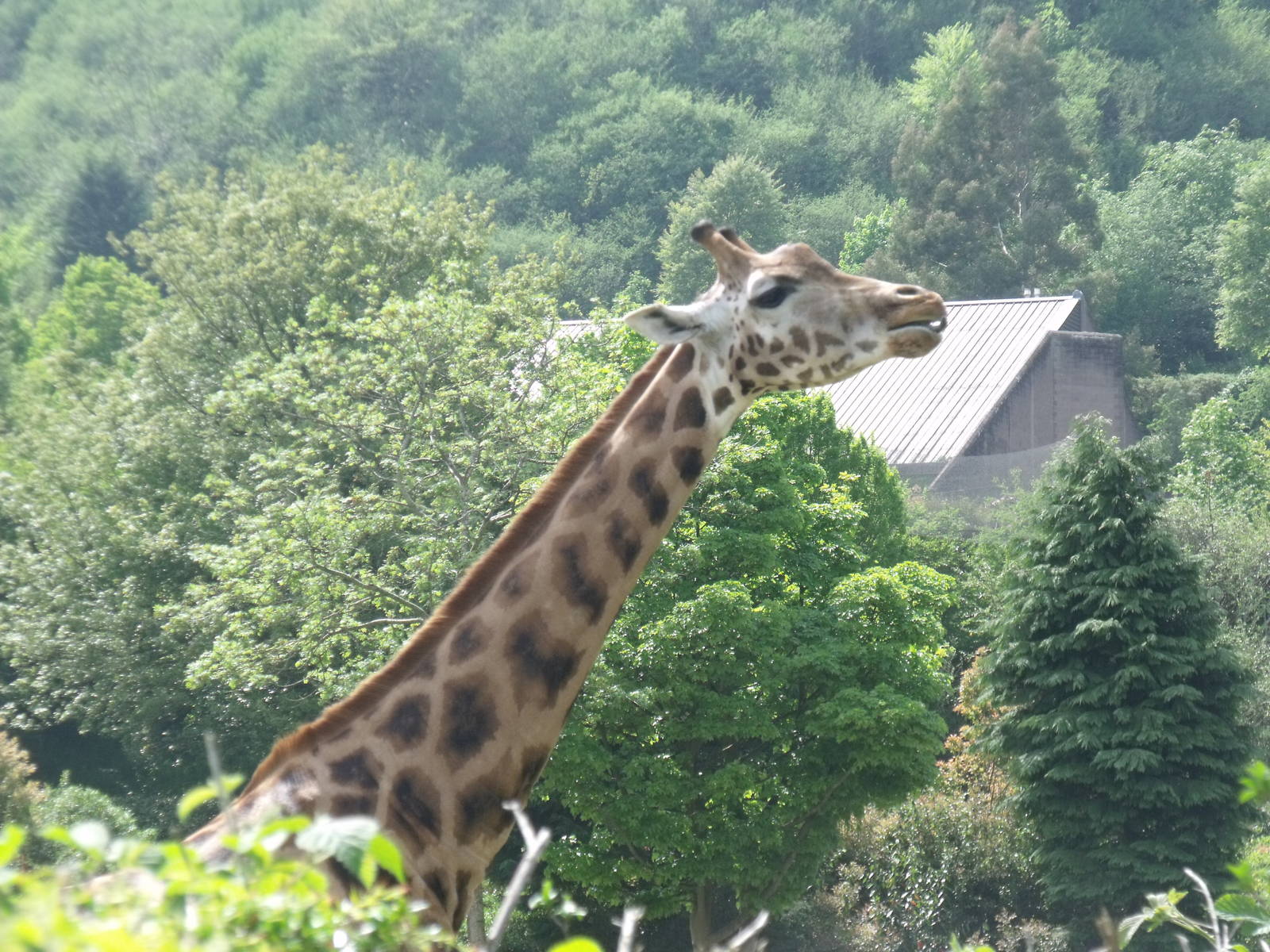 Giraffe