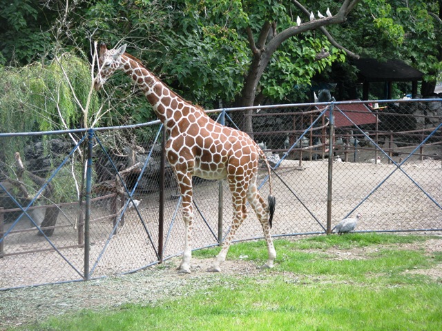 Giraffe21