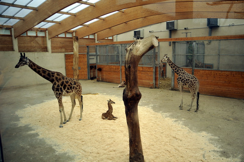 Giraffehouse at Opelzoo