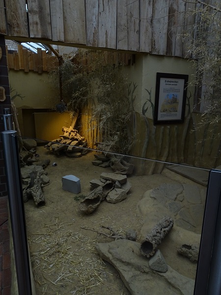 Giraffenhaus - meerkat indoor enclosure (07/22)