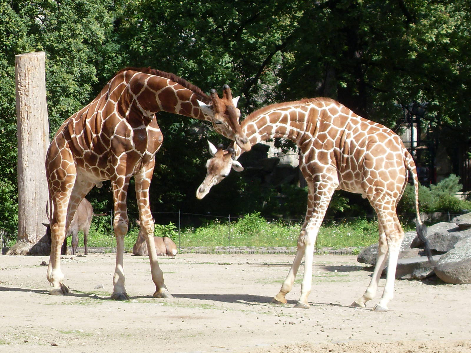 giraffes 030910