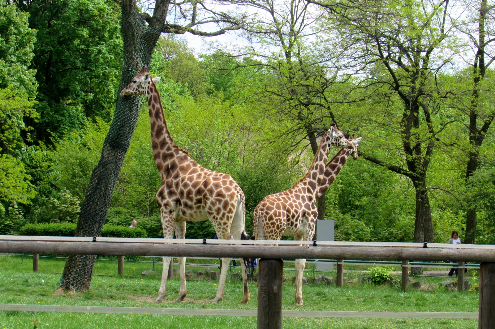Giraffes - 05/2015