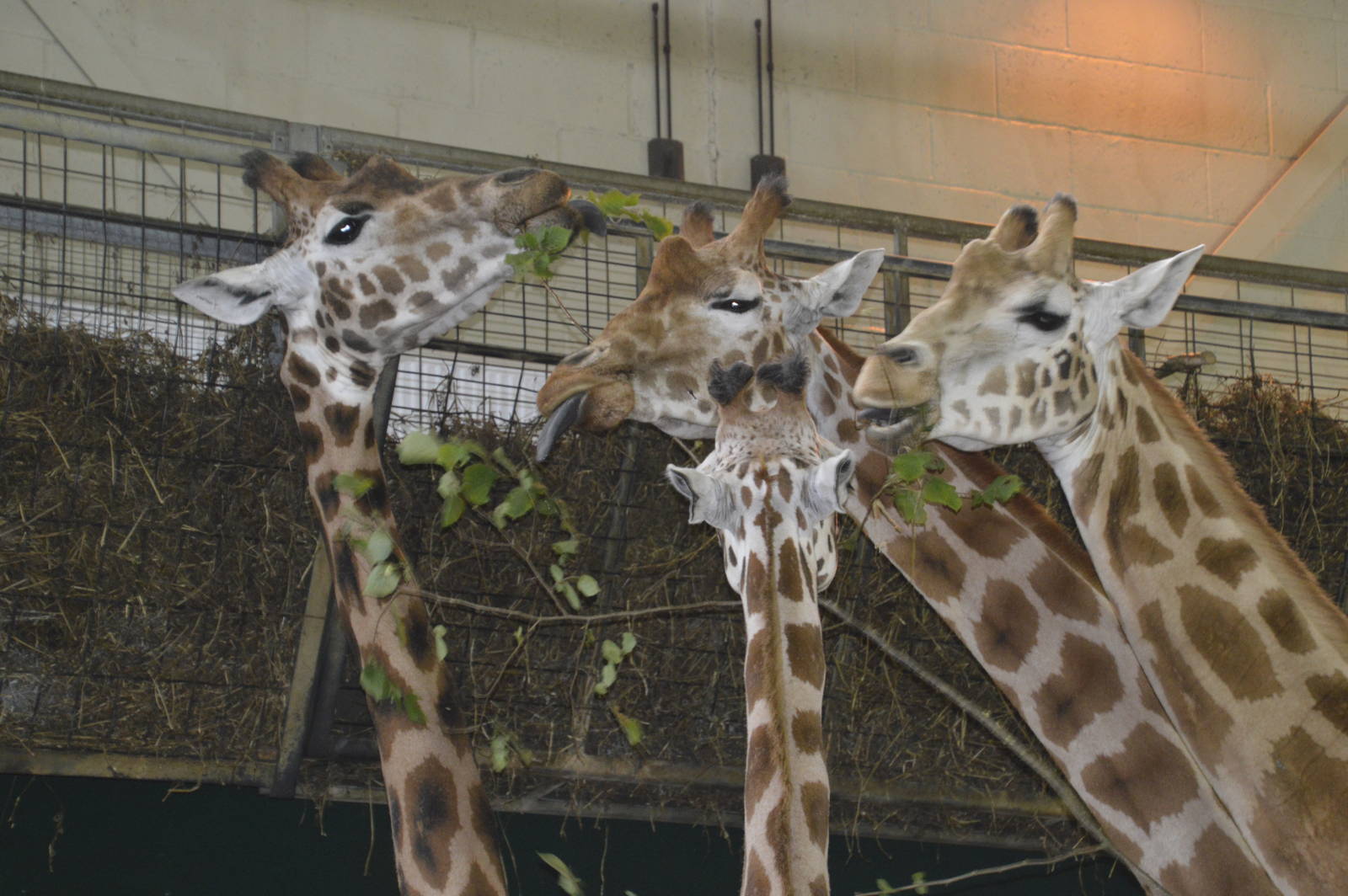 Giraffes 090716