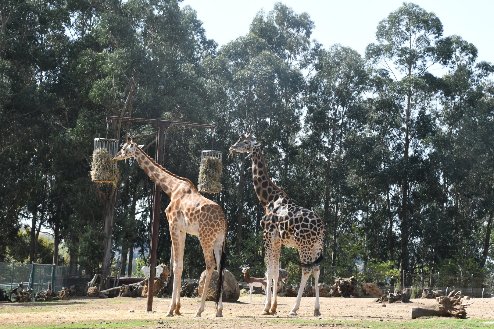 Giraffes (1.0 Kordofan and 1.0 Baringo)