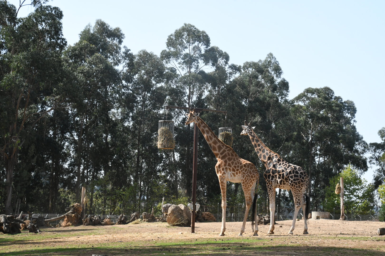 Giraffes (1.0 Kordofan and 1.0 Baringo)